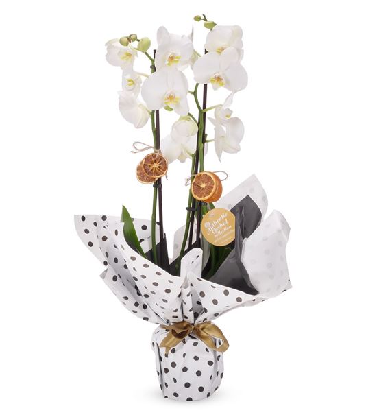 süslü beyaz çift dal orkide